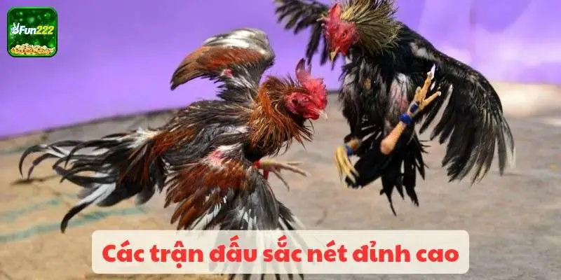 Các trận đấu sắc nét đỉnh cao