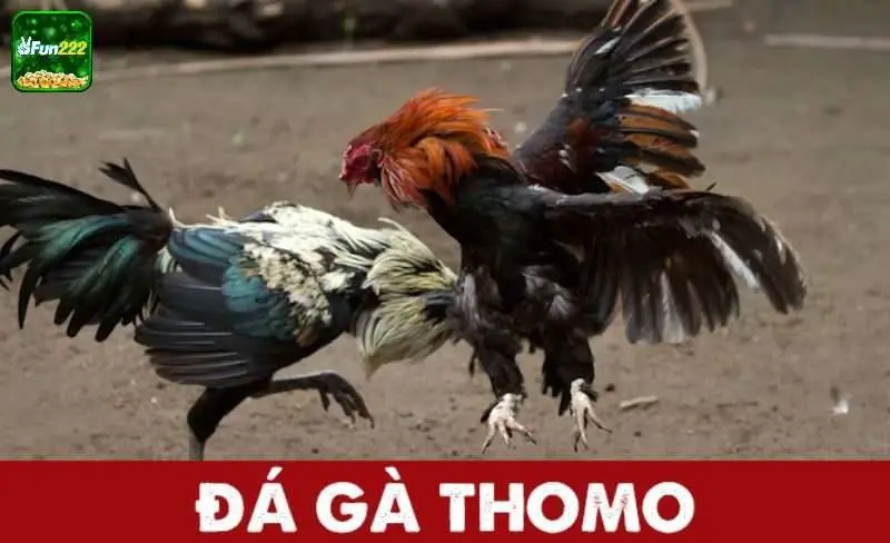 Quan sát, phân tích tình trạng các chiến kê