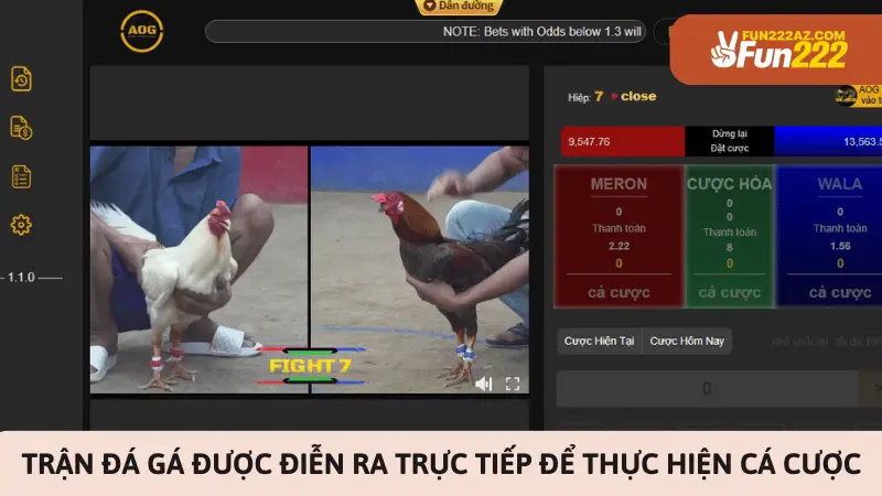 Trận đá gá được diễn ra trực tiếp để thực hiện cá cược